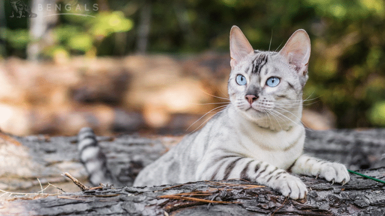 kitten bengal