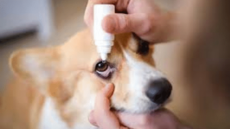 ofloxacin eye drops for dogs​