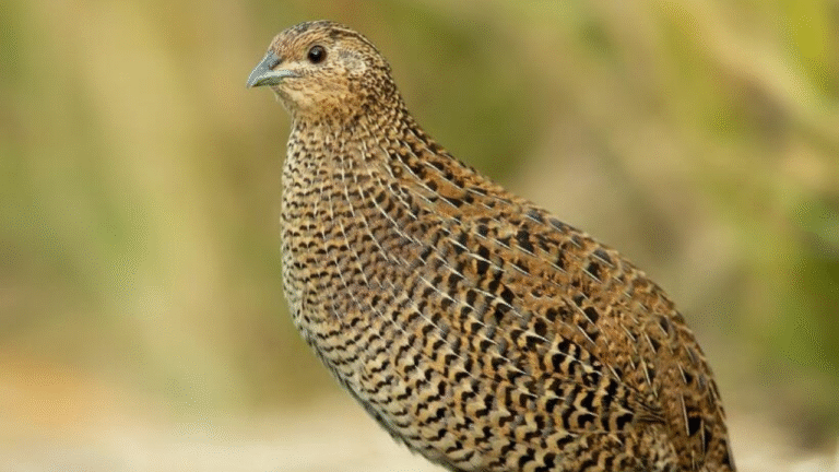 coturnix quail