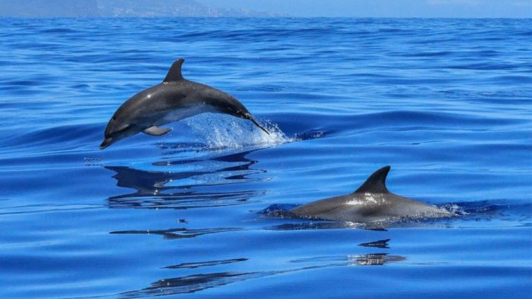 enzo maiorca dolphin